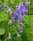 bluebell.jpg
