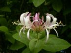 honeysuckle.jpg