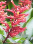 horsechestnut.jpg